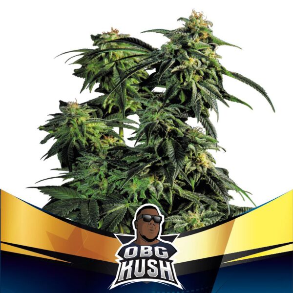 OBG Kush Faster Flowering Feminized - Imagem 3
