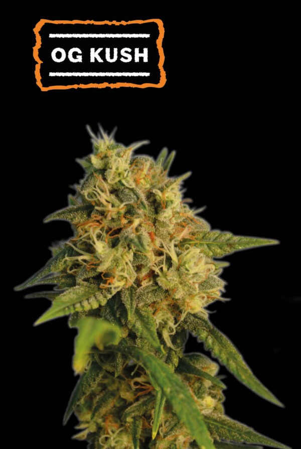 O.G Kush
