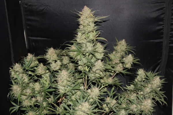 OG Kush Auto - Imagem 4