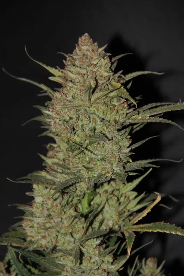 OG Kush Auto - Imagem 3