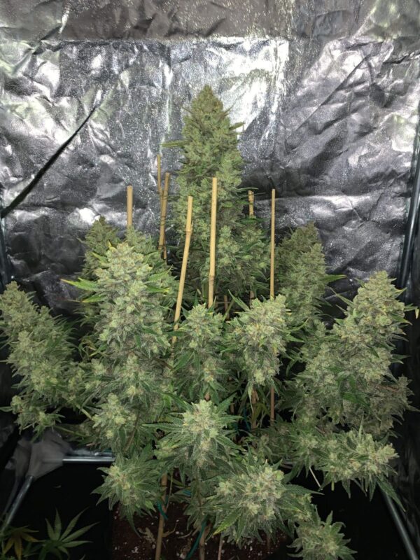 OG Kush Auto - Imagem 2