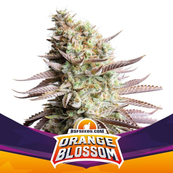 Orange Blossom - Image 3