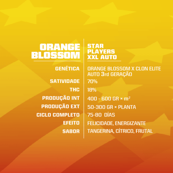 Orange Blossom XXL Auto - Image 3