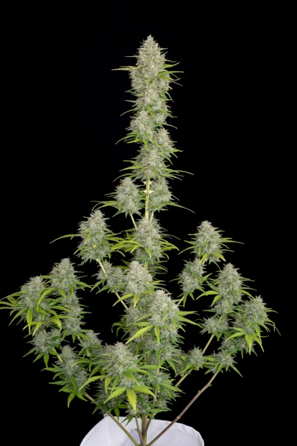 Orange Sherbet Auto - Image 4