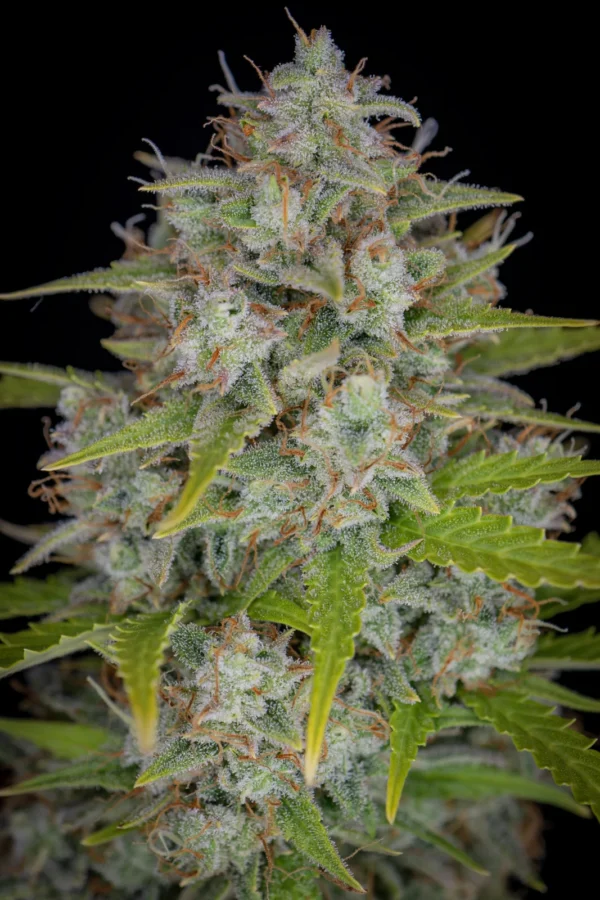 Orange Sherbet Auto - Image 2