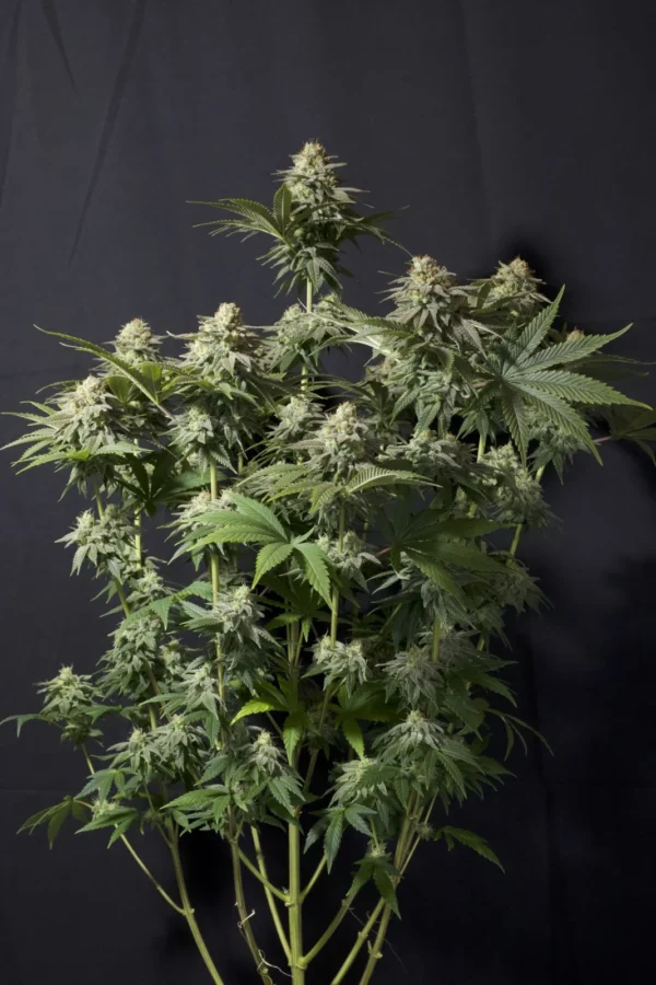 GG 4 Sherbet Faster Flowering - Image 2