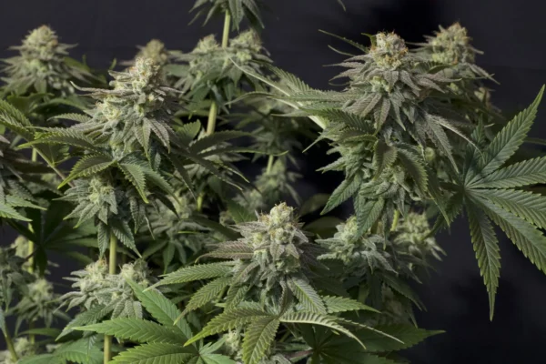 Orange Sherbet Faster Flowering - Image 3