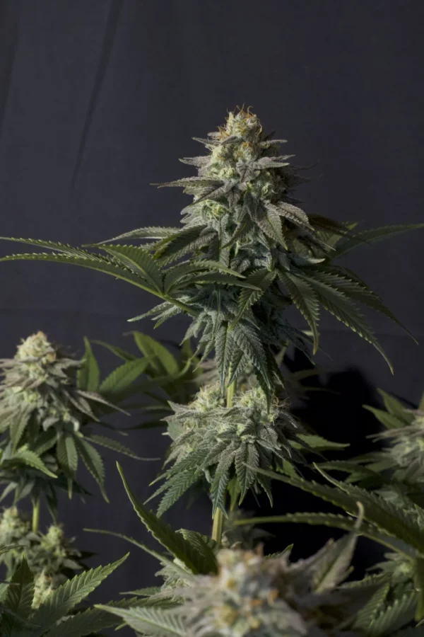 Orange Sherbet Faster Flowering - Image 4