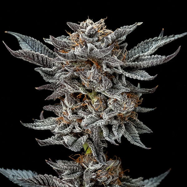 GORILLA GLUE AUTO - Imagem 2