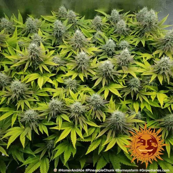 Pineapple Chunk - Image 3