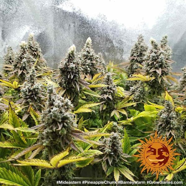Pineapple Chunk - Image 2
