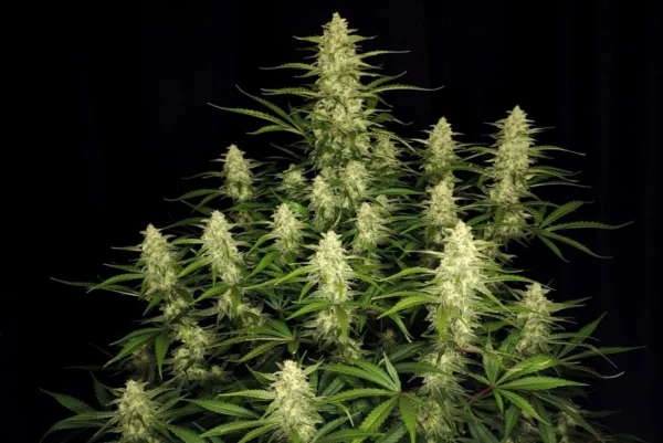 Papaya Cookies Auto - Image 4