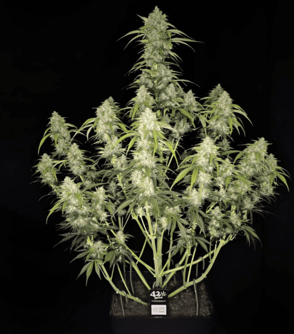 Papaya Cookies Auto - Image 3