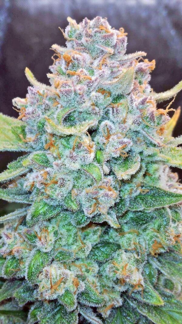 Papaya Cookies Auto - Image 2