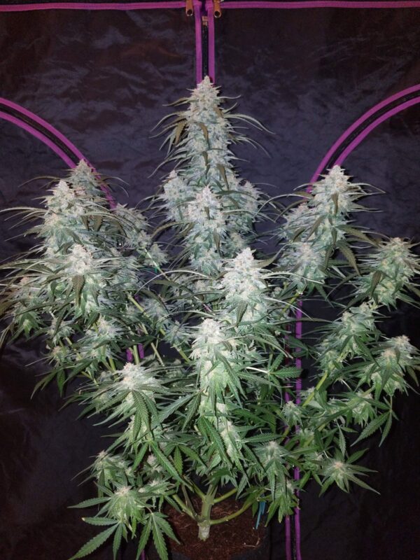 Pineapple Express Auto - Image 4