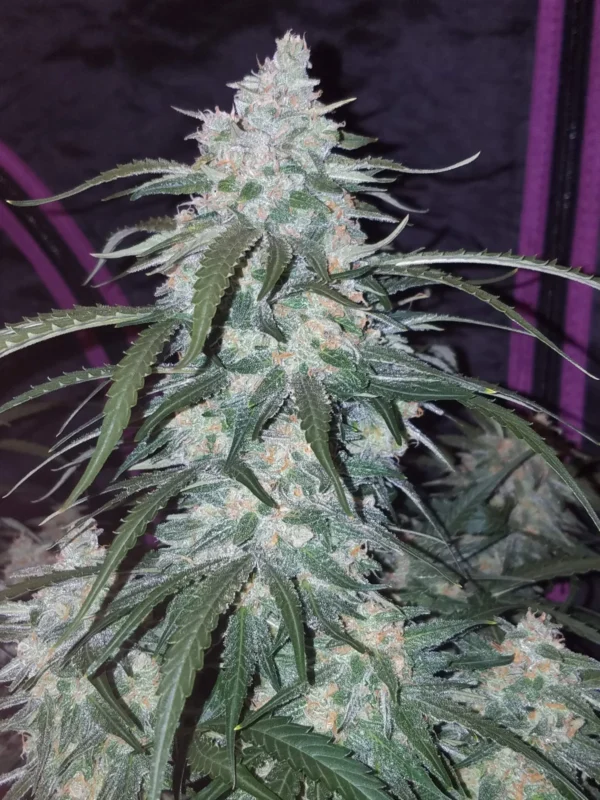 Pineapple Express Auto - Image 3