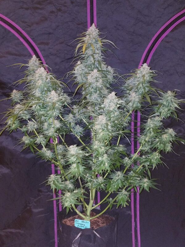 Pineapple Express Auto - Image 2