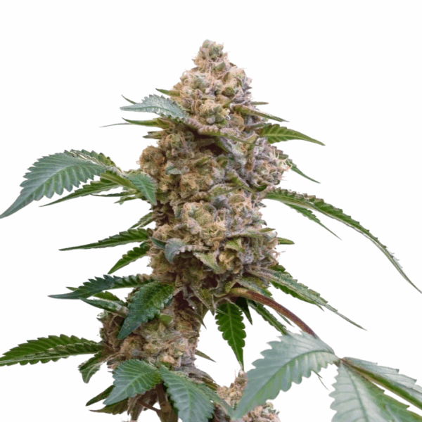 Pink Kush - Imagem 2
