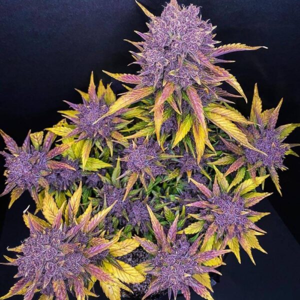 Purple Lemon - Imagem 3