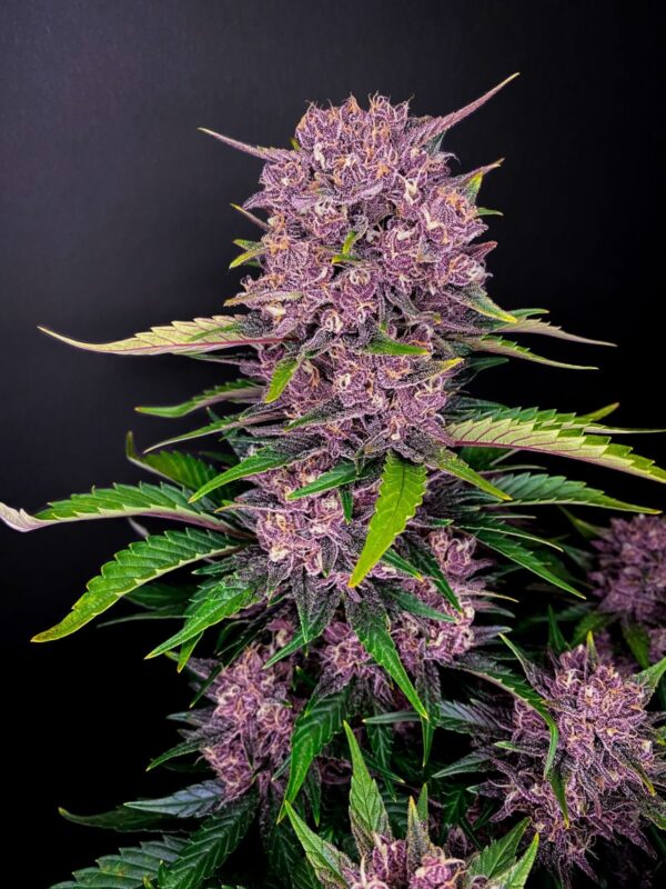 Purple Lemonade Auto - Imagem 4