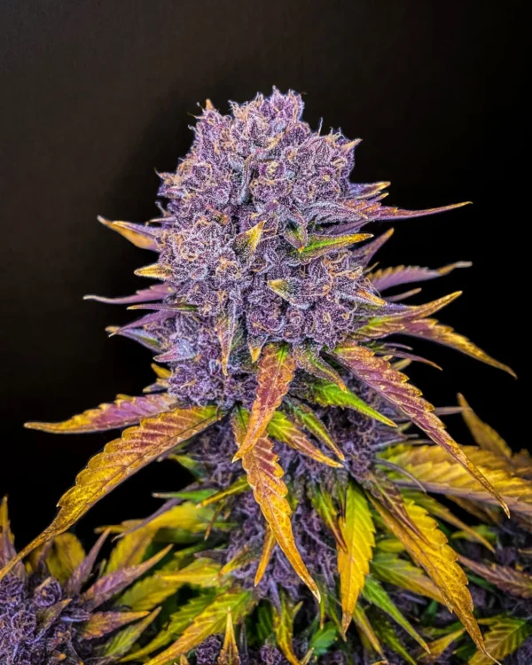 Purple Lemonade Auto - Imagem 3