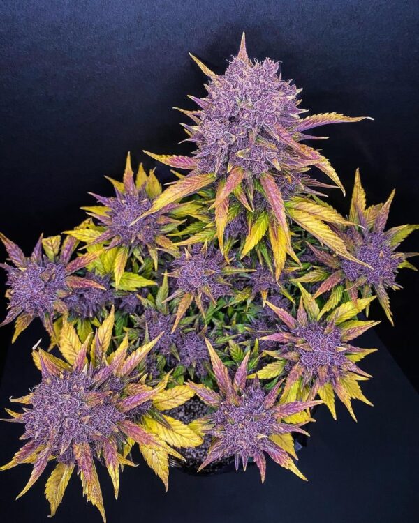 Purple Lemonade Auto - Imagem 2