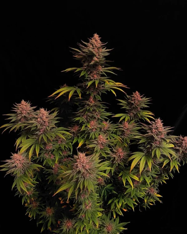 Purple Lemonade Faster Flowering - Image 2