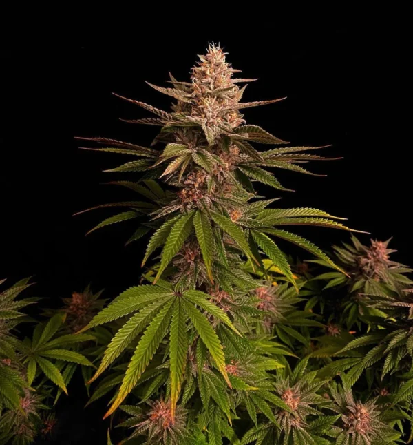 Purple Lemonade Faster Flowering - Image 3