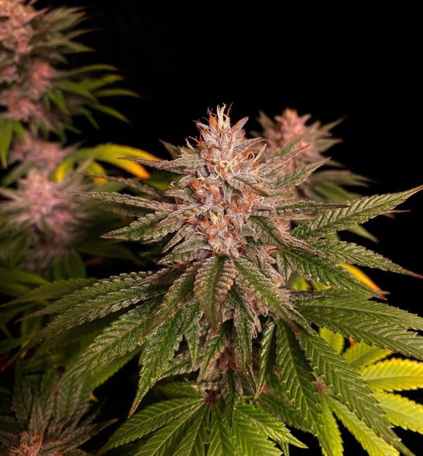 Purple Lemonade Faster Flowering - Image 4