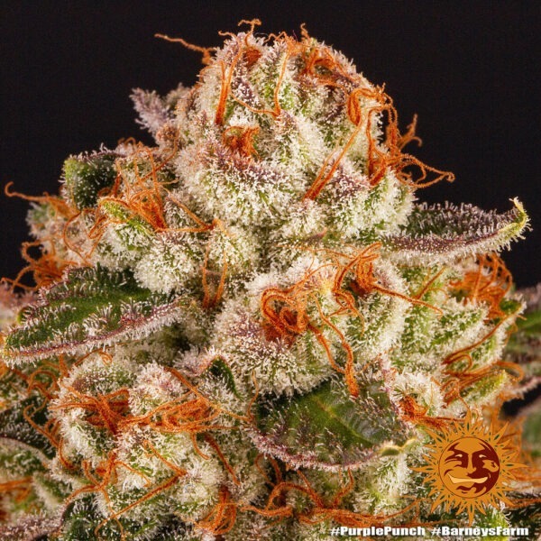 Purple Punch - Image 3