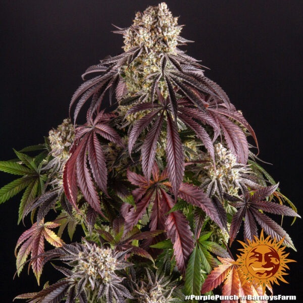 Purple Punch - Image 2