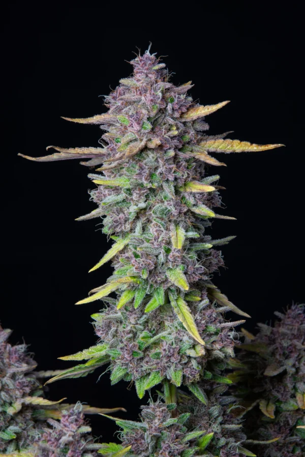 Purple Punch Auto - Imagem 4