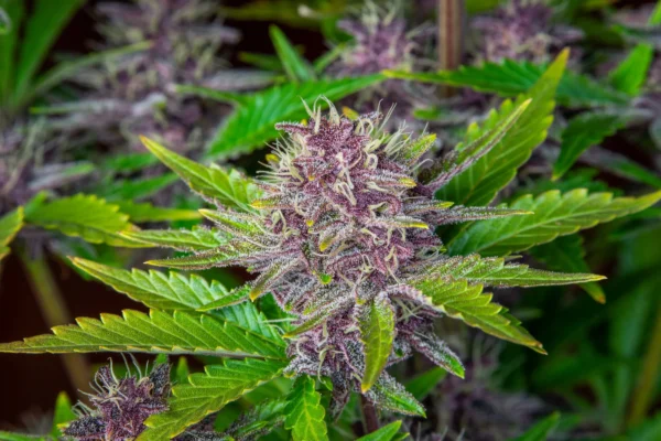 Purple Punch Auto - Imagem 3