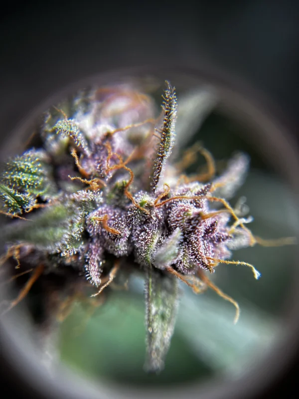 Purple Punch Auto - Imagem 2