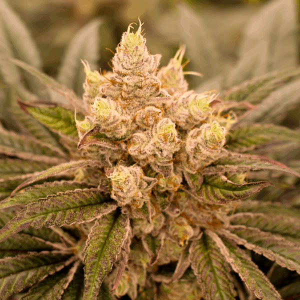Sherbet Jed Joint Auto - Imagem 4