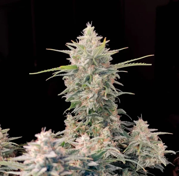 Skunk Auto - Image 2