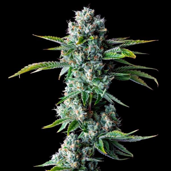 Skywalker Kush - Image 2