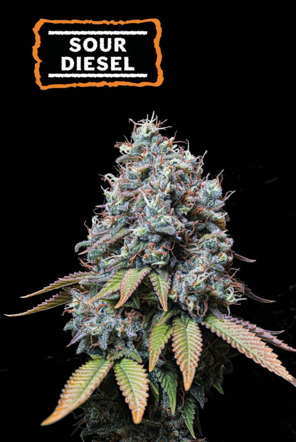 Sour Diesel