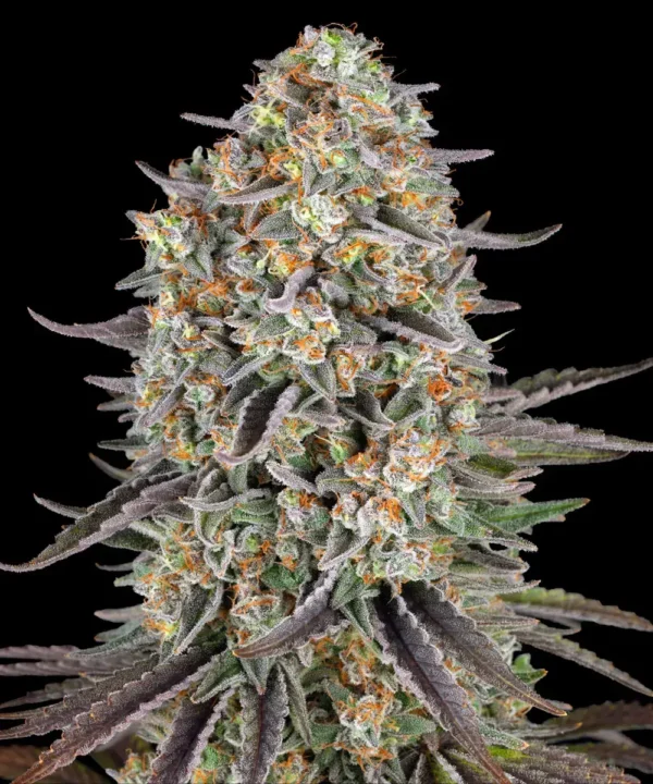 Sour Strawberry - Image 3
