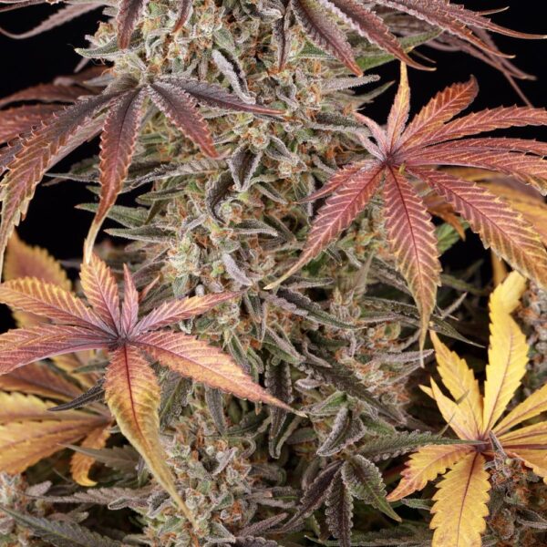 Sour Strawberry - Image 2