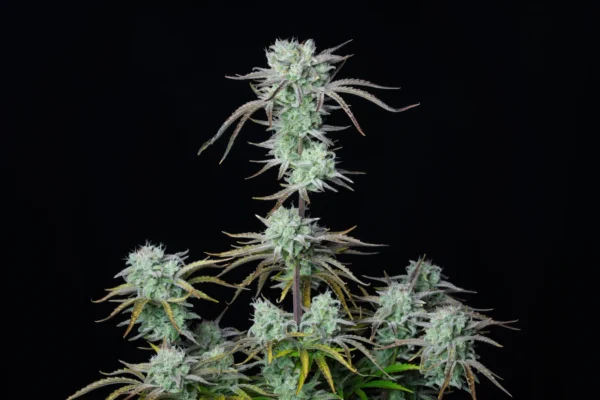 Strawberry Banana Auto - Imagem 4