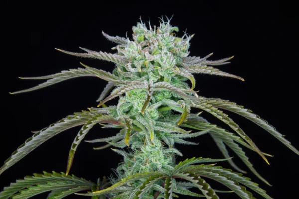 Strawberry Banana Auto - Imagem 3