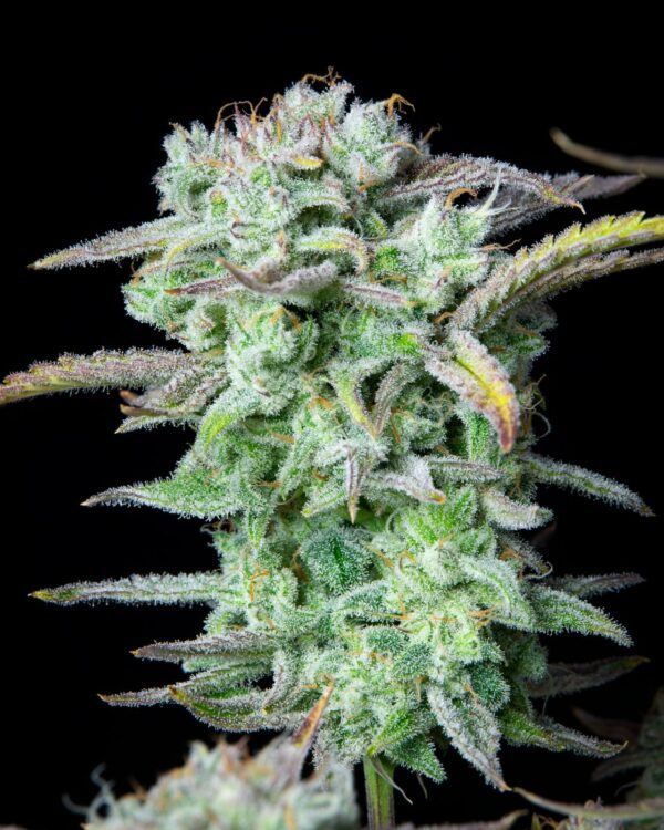 Strawberry Banana Auto - Imagem 2
