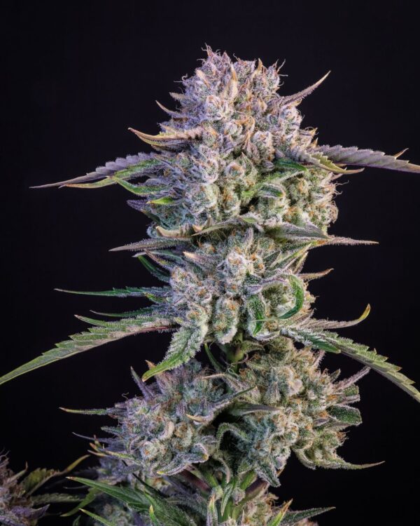 Strawberry Gorilla Auto - Image 4