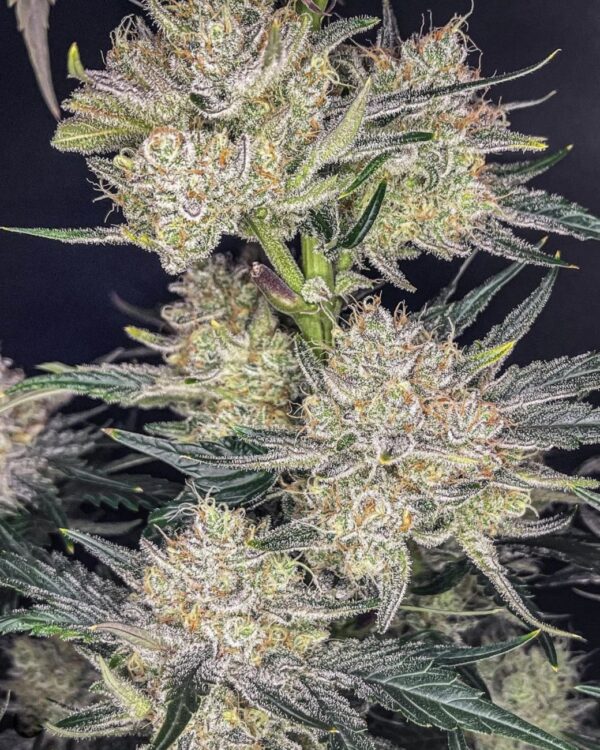 Strawberry Gorilla Auto - Image 3