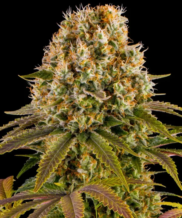Strawberry Lemonade - Image 3