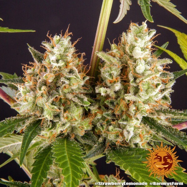 Strawberry Lemonade - Image 2