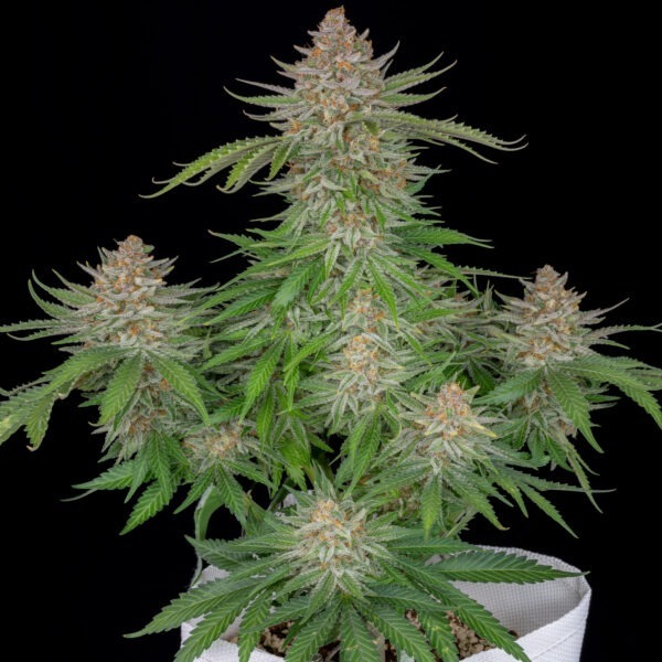 Strawberry Pie Auto - Imagem 3