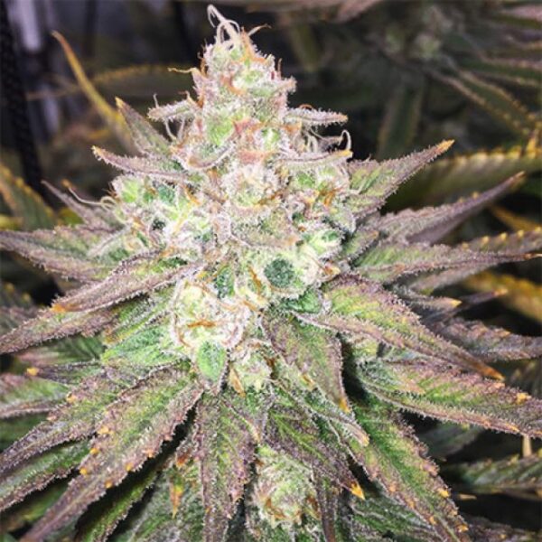 Strawberry Banana - Imagem 3
