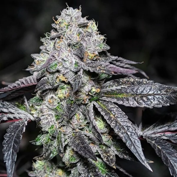 Sunset Sherbet - Imagem 3